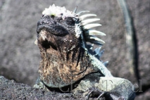 Classic Travel - Gallery - Galapagos